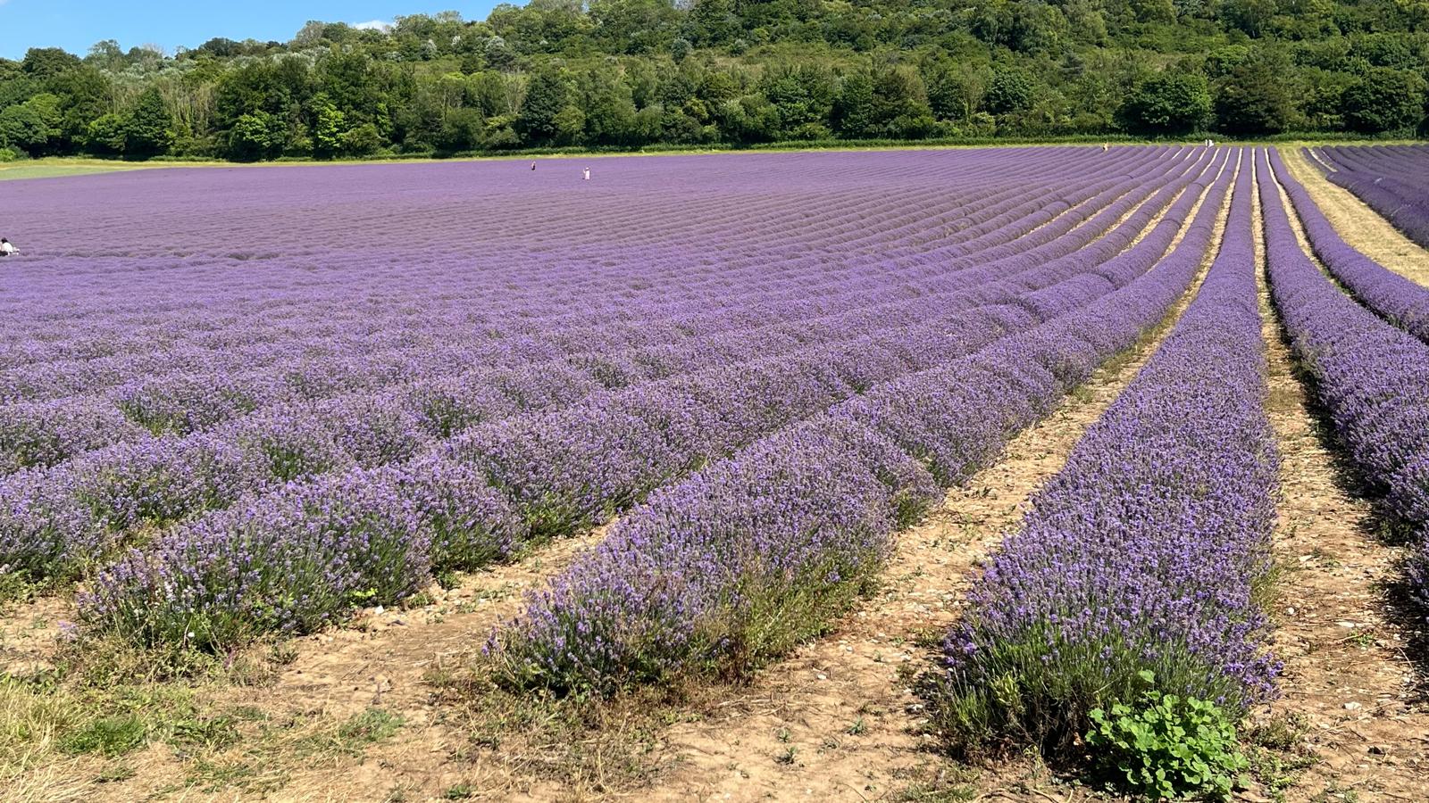 Day Trip to Eagle Heights, Eynsford and Lavender fields (8 July 2025)